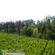 沭陽縣完美園林綠化苗木場(chǎng) 專業(yè)喬灌木供應(yīng)，打造綠色生態(tài)之美